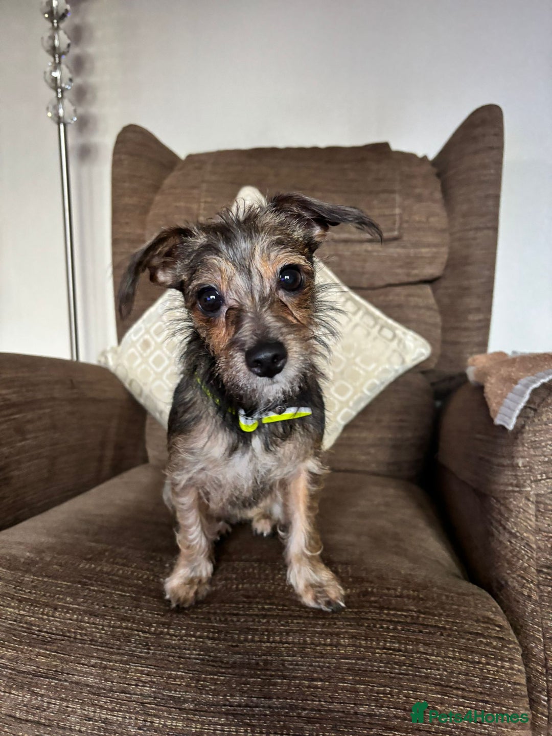 Mixed Breed dogs for sale: Penny - Advert 6