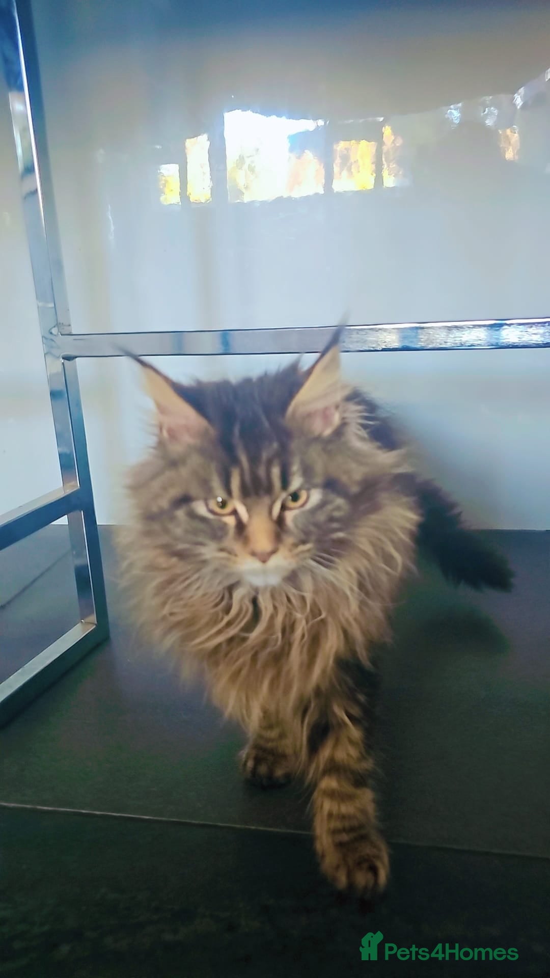 Maine Coon cats MAINE COON KITTENS - Advert 8