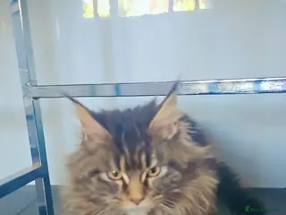 Maine Coon cats MAINE COON KITTENS - Advert 8