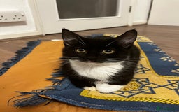 Domestic Shorthair cats for sale: 4 month old tuxedo kittens  - Advert 3