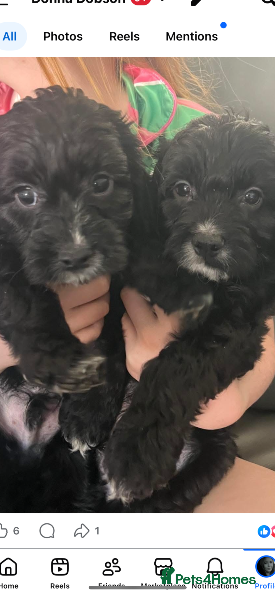 Cockapoo dogs Cockerpoo Puppies - Advert 4