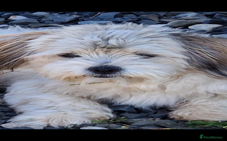 Mixed Breed dogs - Advert 16