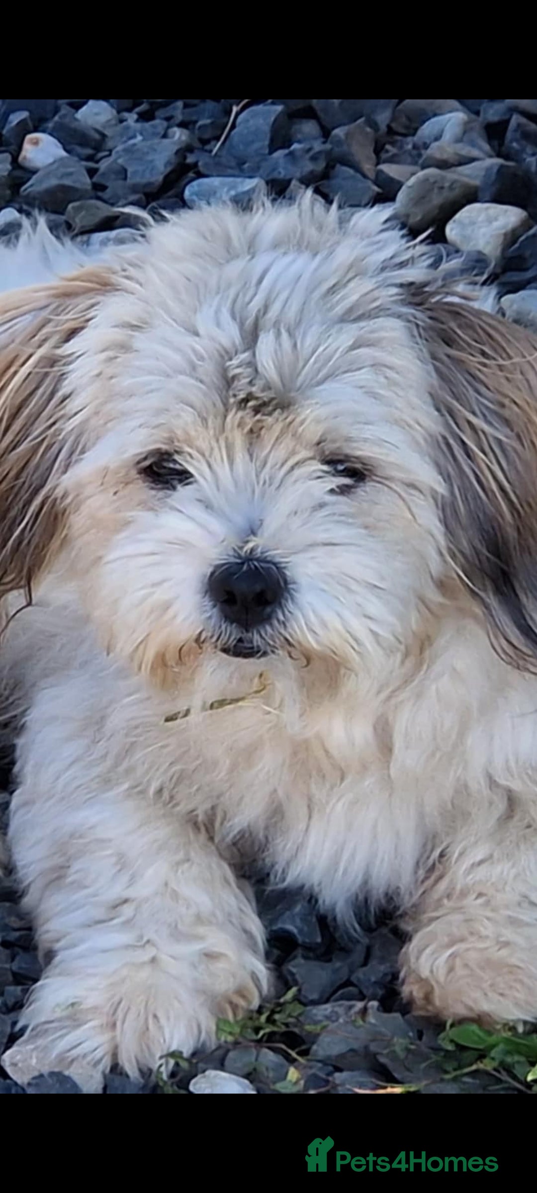 Mixed Breed dogs for adoption: Doodle. 6kg male  - Image 1