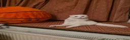 Scottish Fold cats for sale:  10-Month-Old Scottish Fold Boy in Stanmore - Advert 1