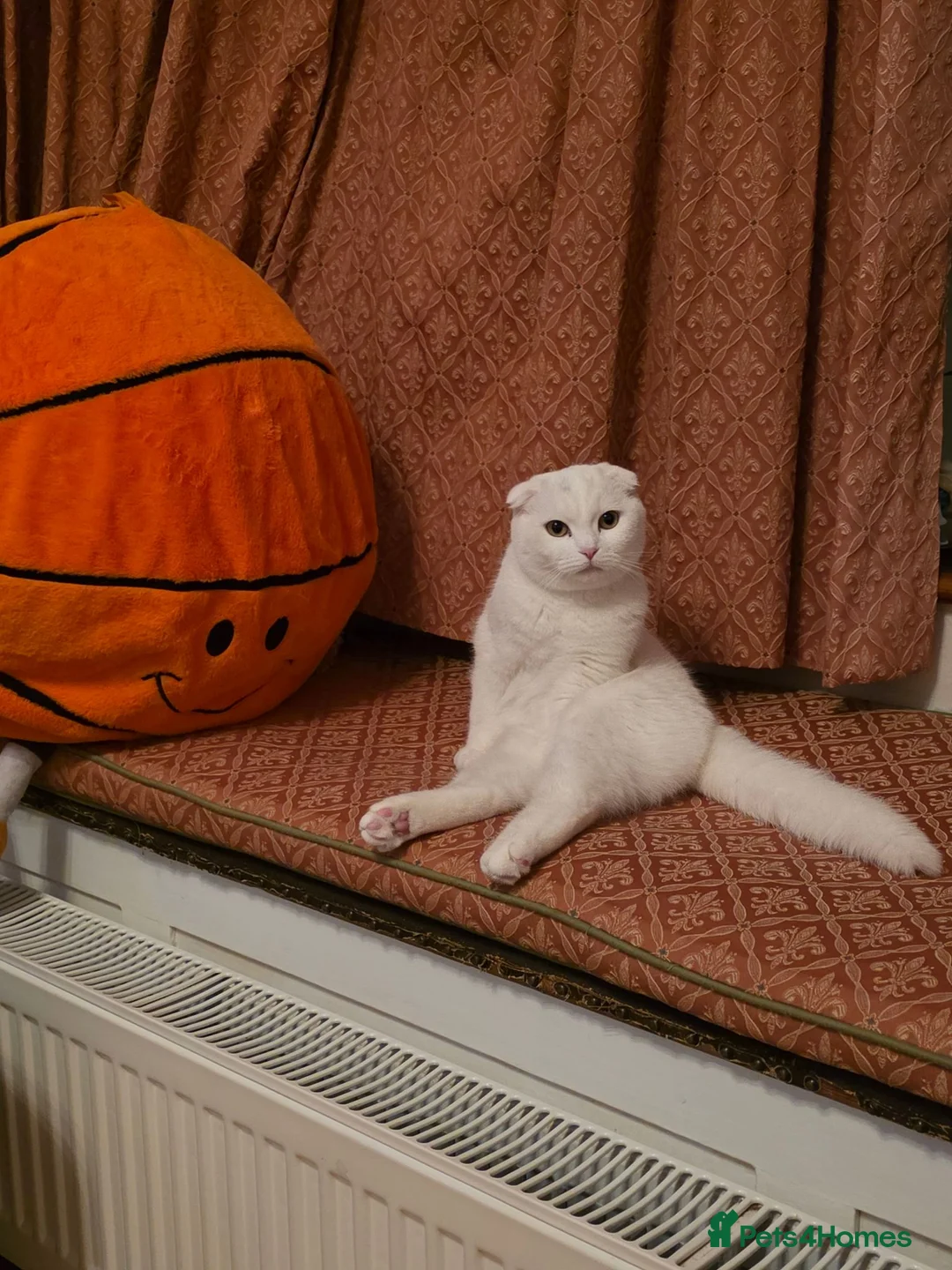 Scottish Fold cats for sale:  10-Month-Old Scottish Fold Boy in Stanmore - Advert 1