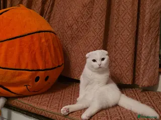 Scottish Fold cats 10-Month-Old Scottish Fold Boy - Advert 1