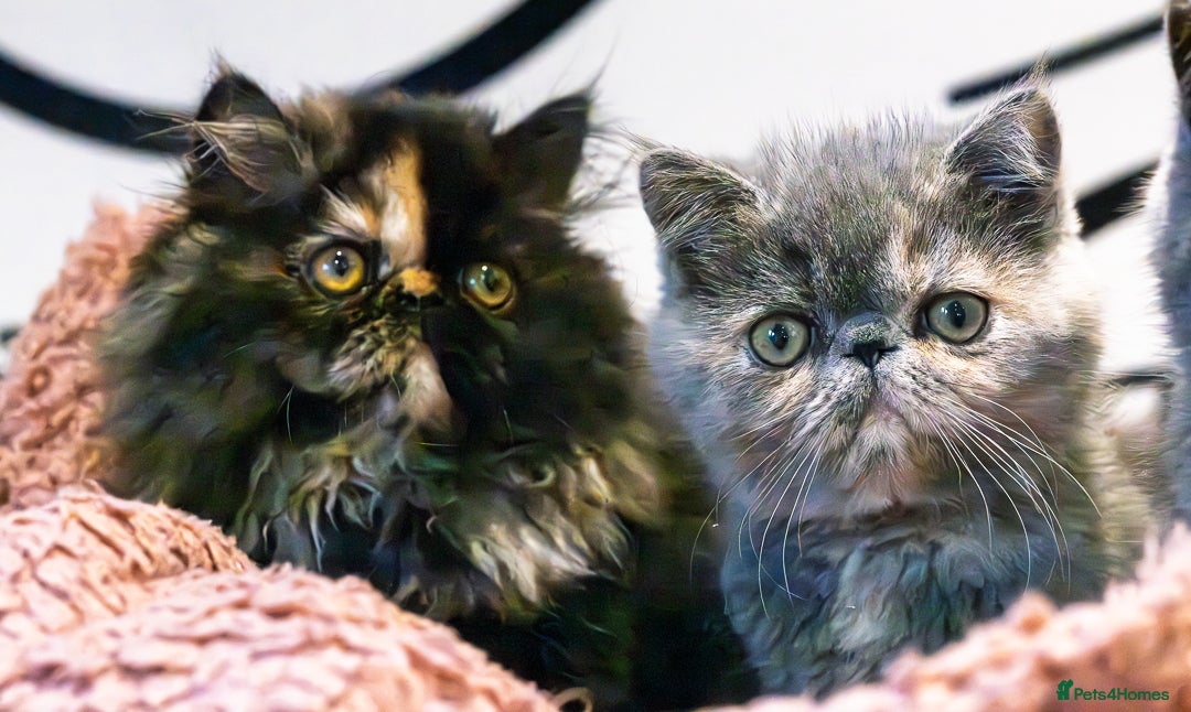 Exotic cats GCCF Registered - Advert 1