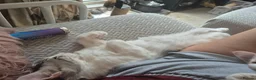 Maine Coon cats for sale: Maine coon baby floofs - Advert 2