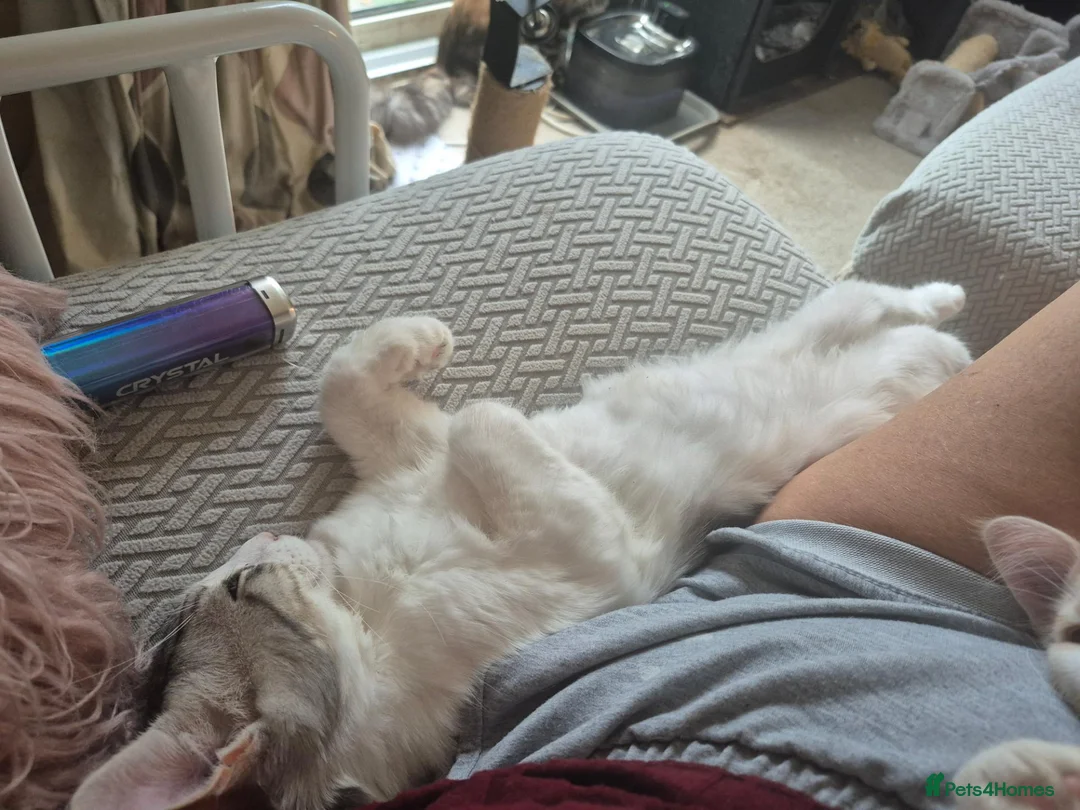 Maine Coon cats for sale: Maine coon baby floofs - Advert 2