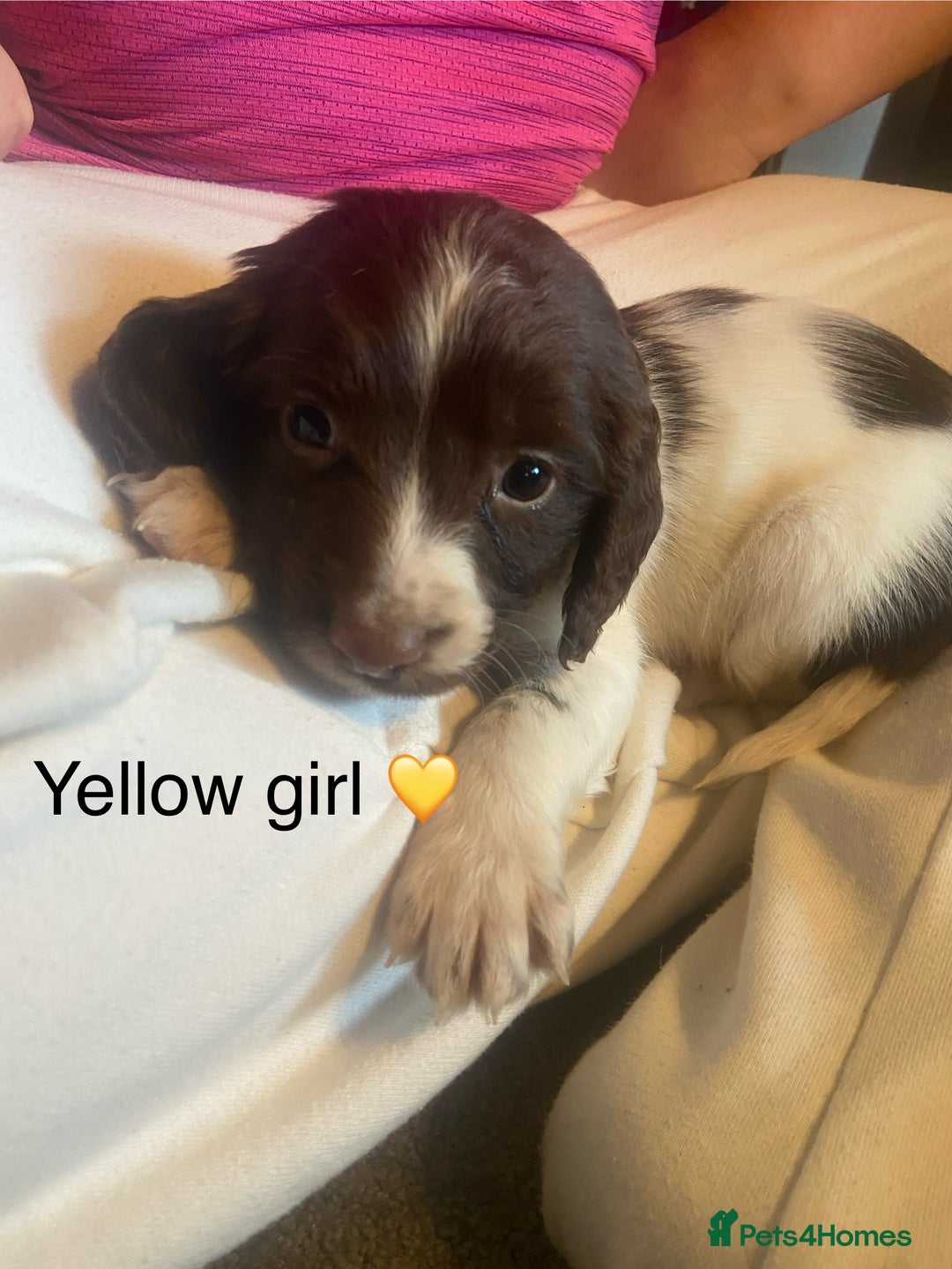 English Springer Spaniel dogs for sale: Springer spaniel puppies  - Advert 6