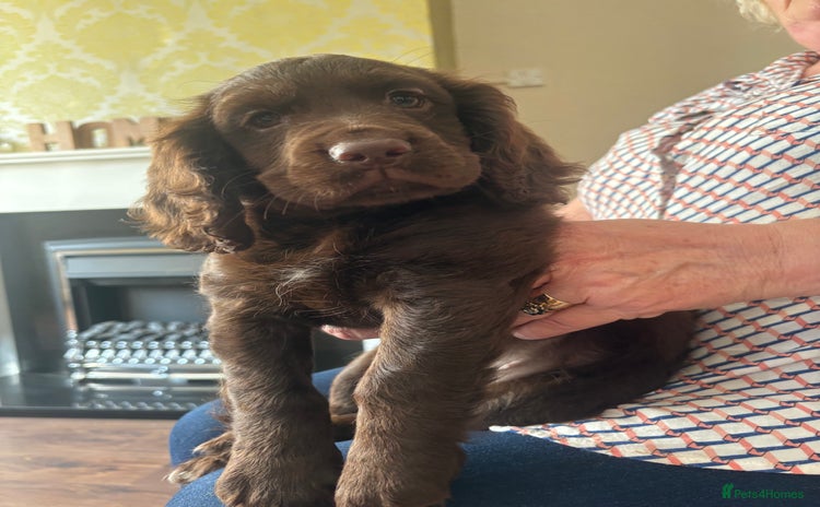 Cocker Spaniel dogs - Advert 16