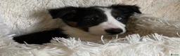 Border Collie dogs for sale: Border Collie Puppies | Health Tested Parents  - Advert 5
