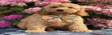 Cockapoo 1
