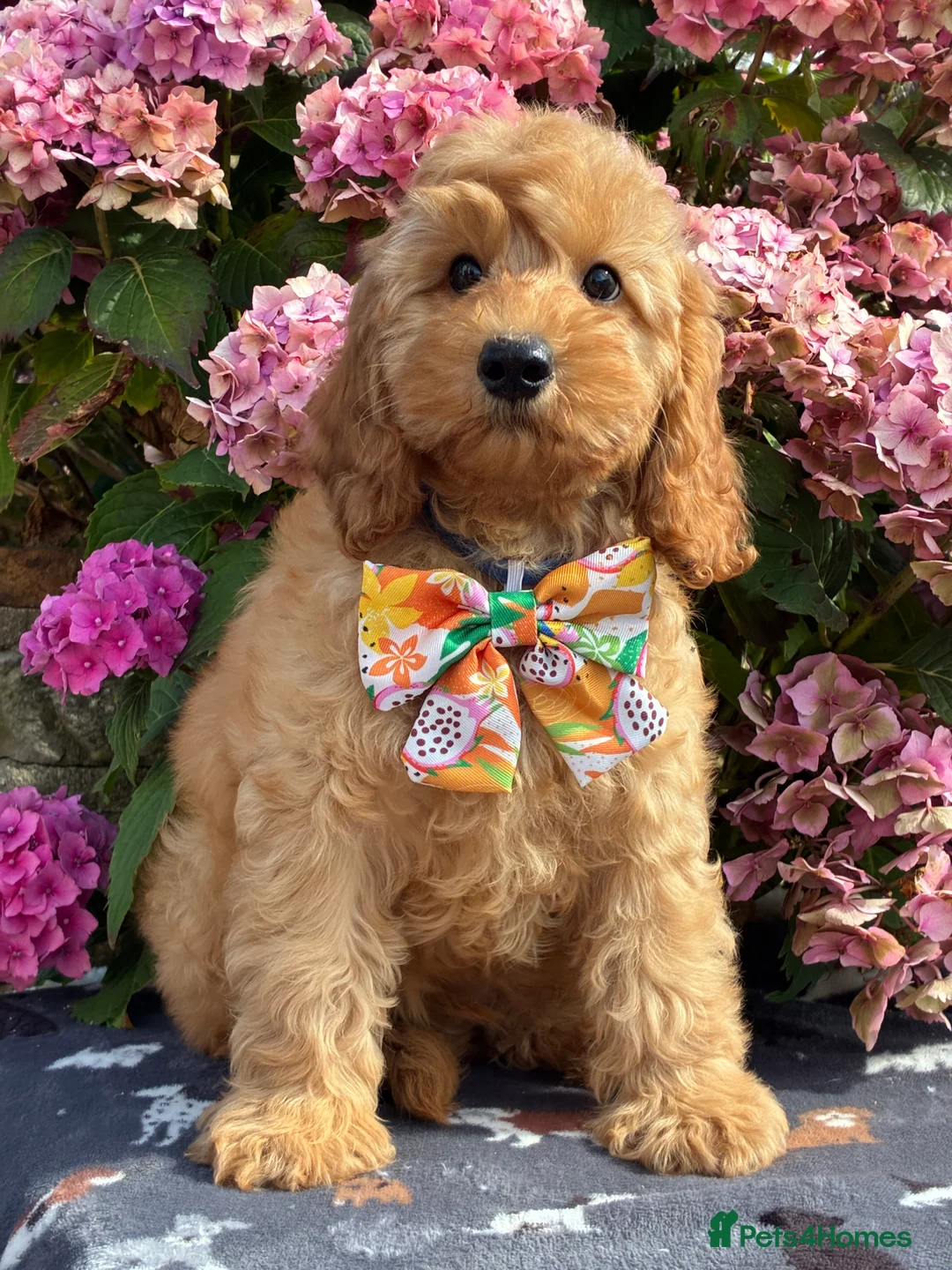 Cockapoo dogs for sale: F1b Cockapoo puppies available  - Advert 8