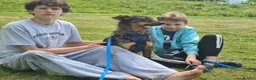 Mixed Breed dogs for adoption: 💙MACHO – A GENTLE 1,5 YEARS LOW-MEDIUM BOY - Advert 10