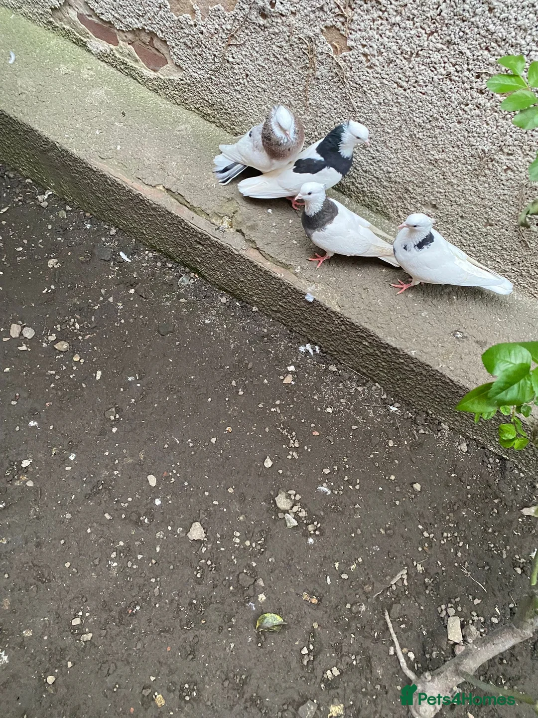 Pigeons birds for sale: Iranian pigeons  - Advert 2