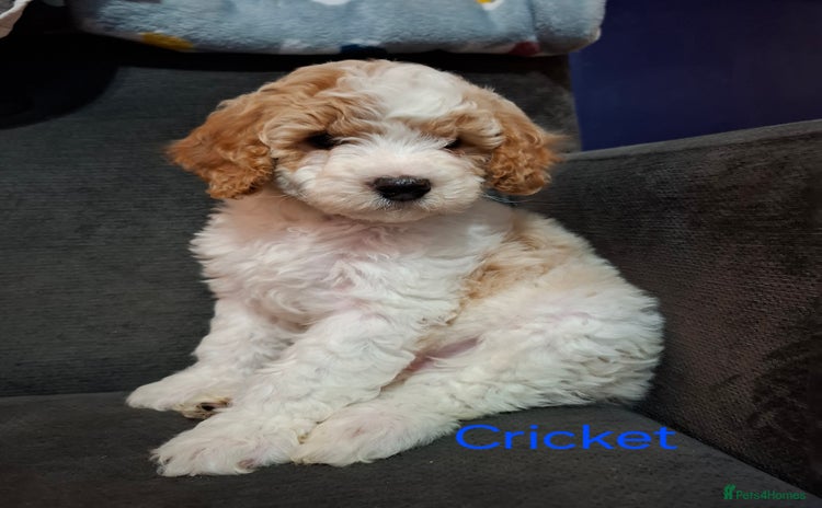 Cavapoo dogs - Advert 2