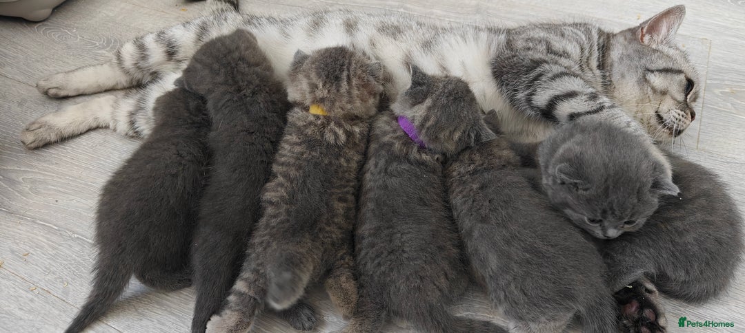 British Shorthair cats for sale: Silver tabby/blue British shorthair kittens - Image 9