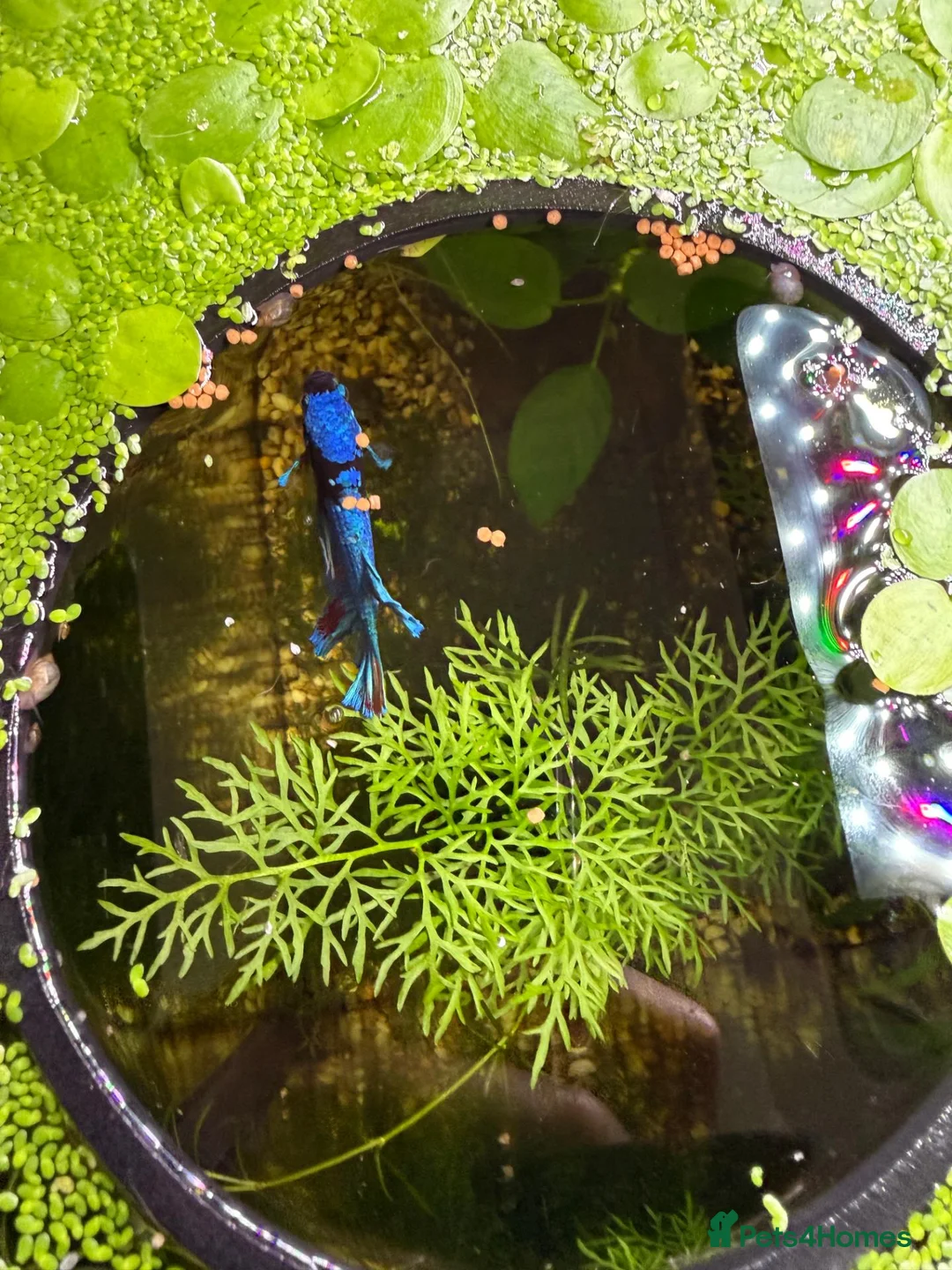 Bettas fish for sale: Nemo koi galaxy Betta male fish - Advert 6