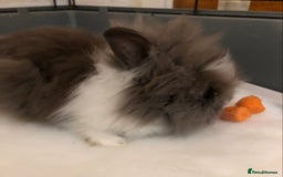 Lionhead rabbits for sale: Lion head Rabbits for sale - Image 8