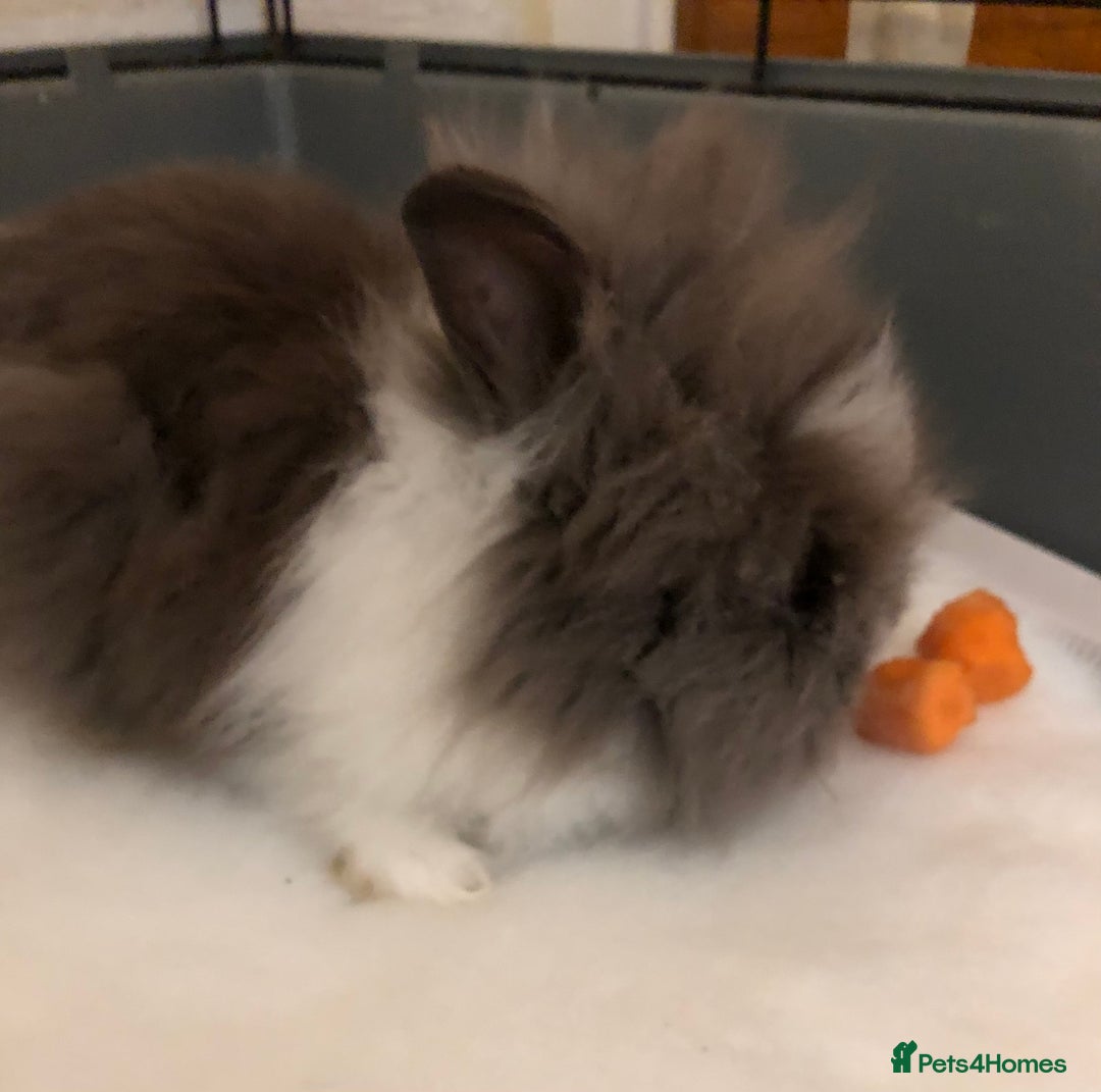 Lionhead rabbits for sale: Lion head Rabbits for sale - Image 8