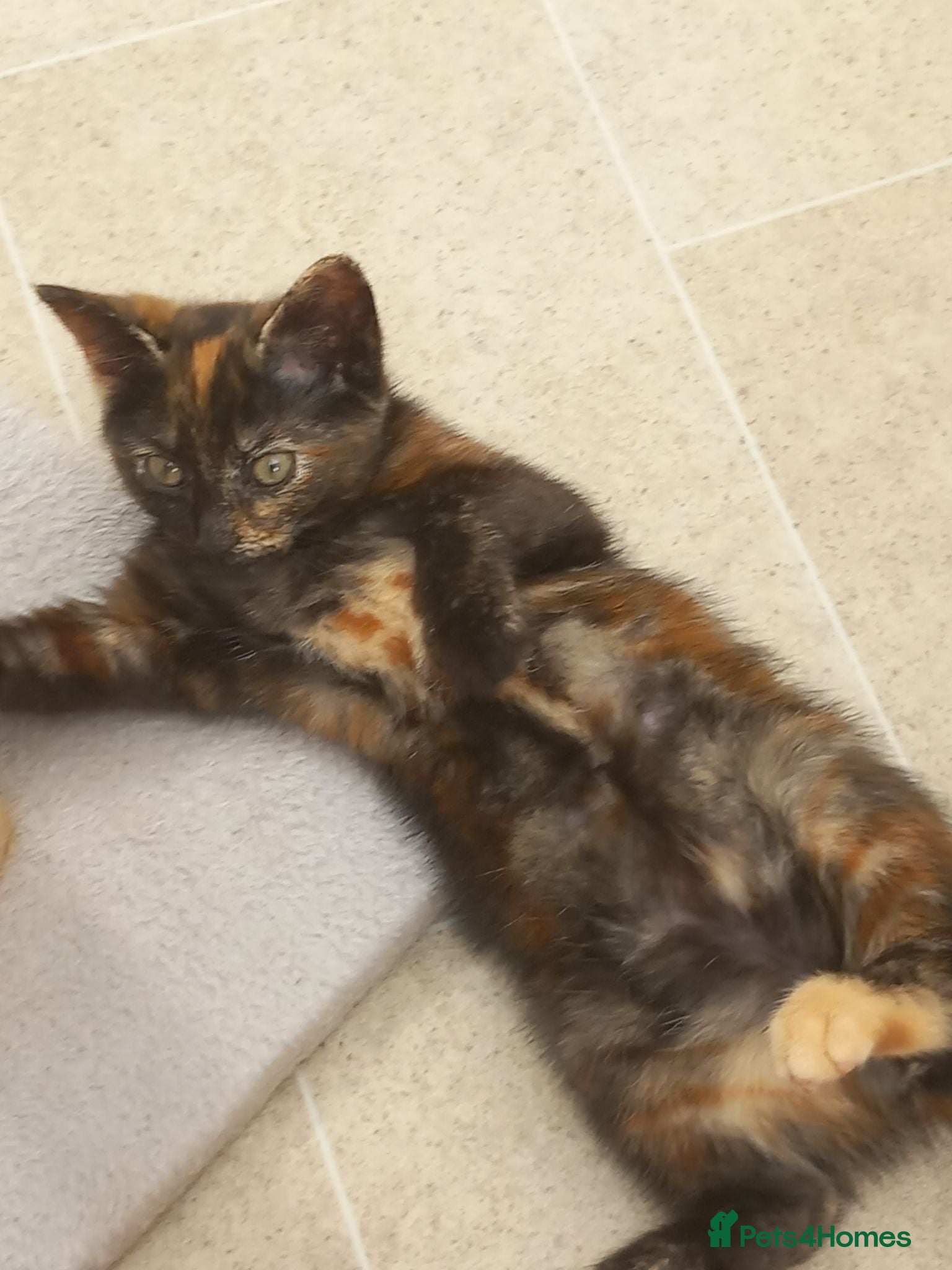 Mixed Breed cats Ready to go tortie girl!! - Advert 13