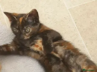Mixed Breed cats Ready to go tortie girl!! - Advert 13