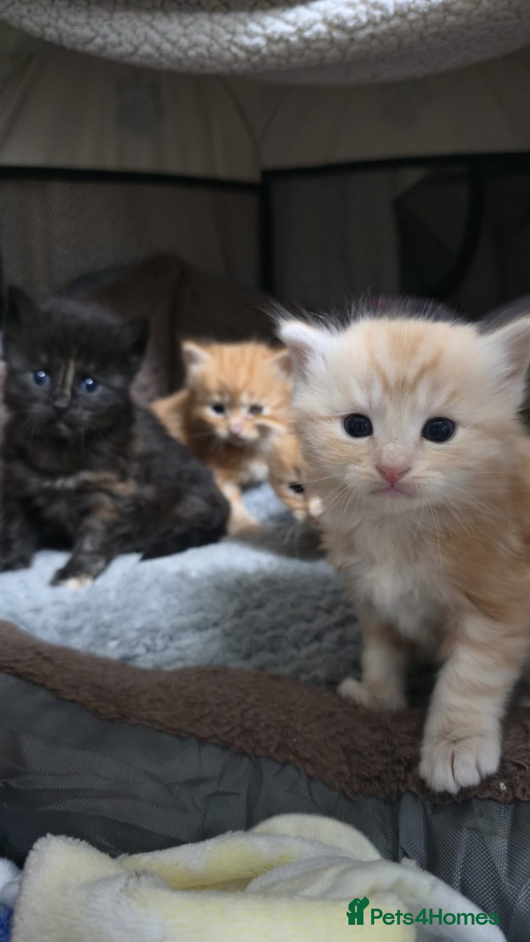 Mixed Breed cats for sale: Mixed kitten breed - Advert 2