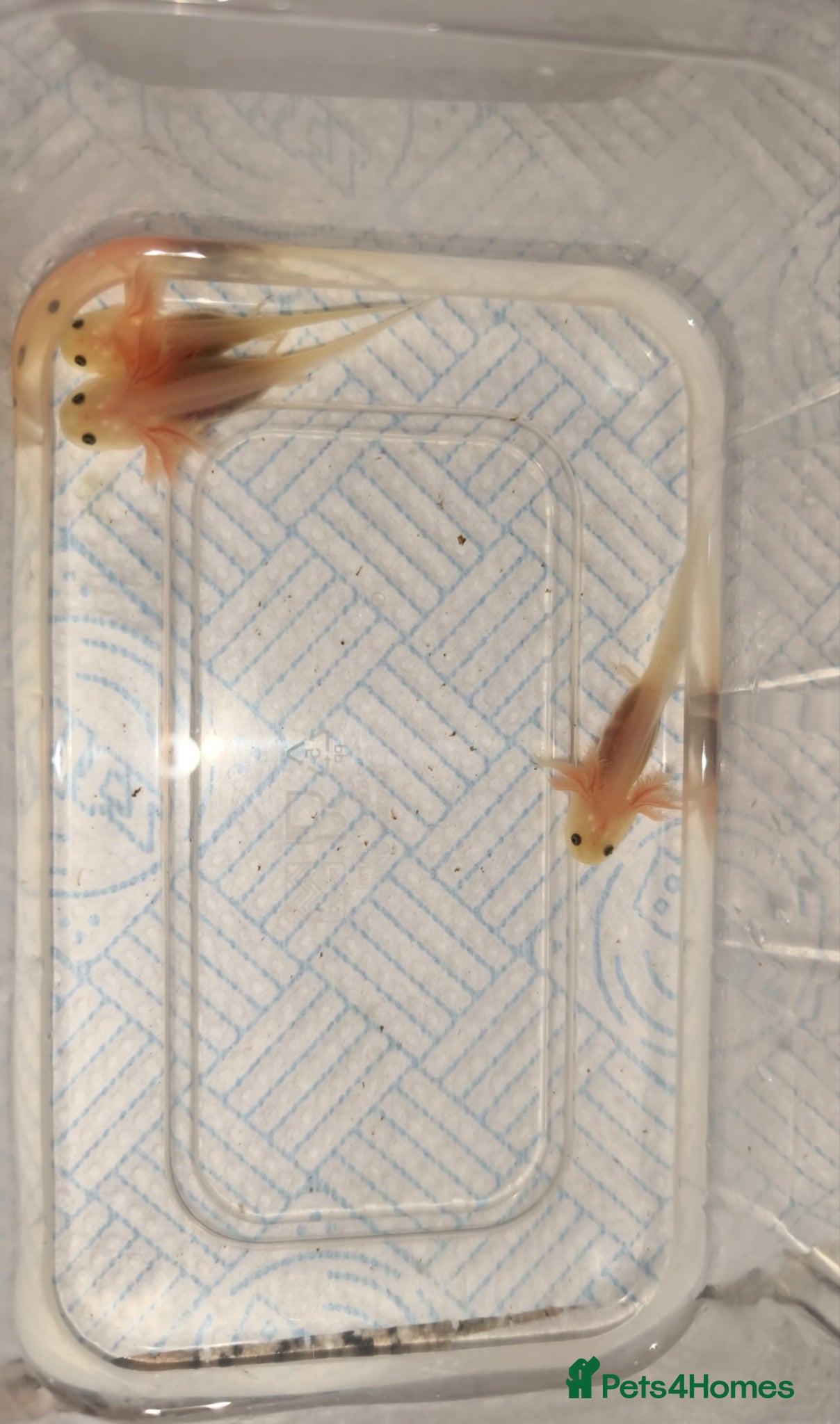 Shrimps fish Leucistic axolotls  - Advert 23