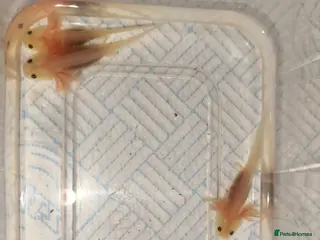 Shrimps fish Leucistic axolotls - Advert 23