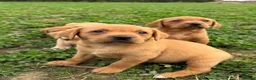 Labrador Retriever dogs for sale: KC Labradors - parents health tested  - Advert 17
