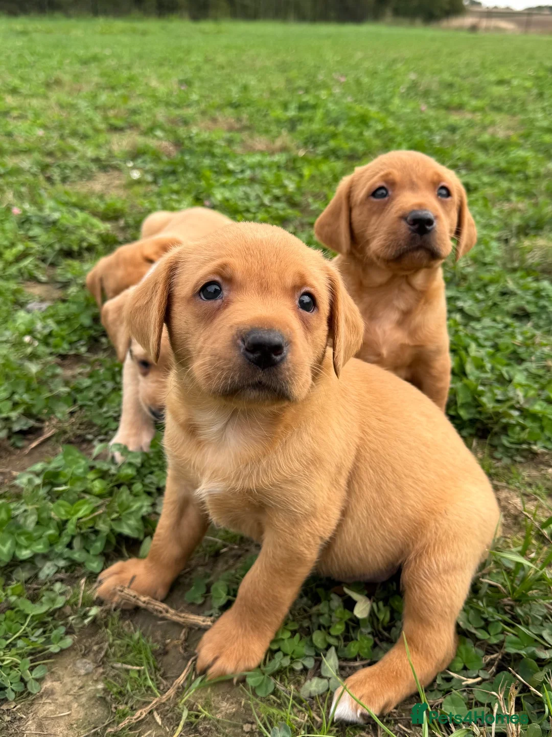 Labrador Retriever dogs for sale: KC Labradors - parents health tested  - Advert 17