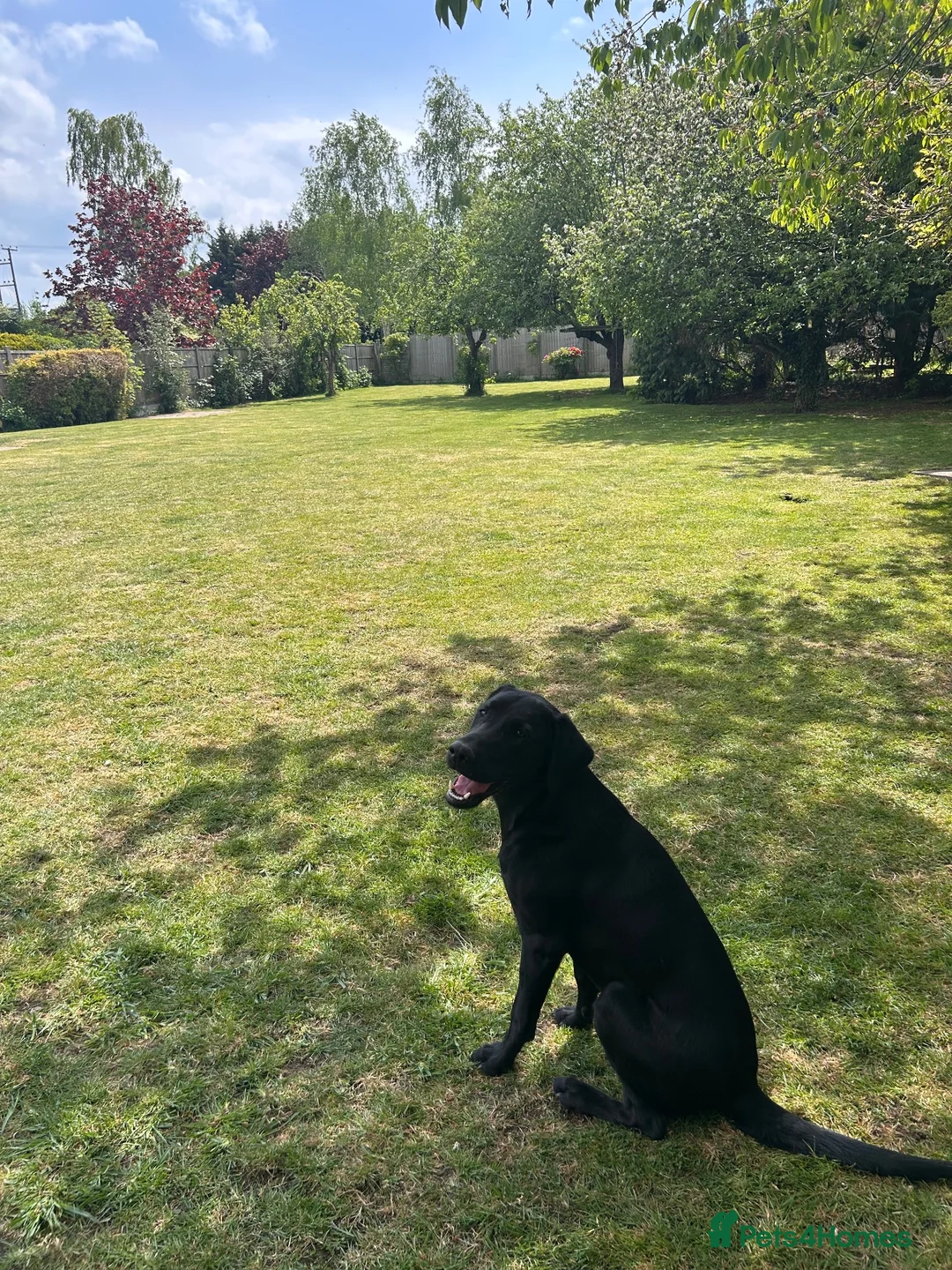 Labrador Retriever dogs for sale: Health tested super Working Line Labrador litter.  in Stratford-upon-Avon - Advert 2
