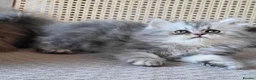 Munchkin cats for sale: Exceptional Quality & Extremely Rare Minuets - Advert 25