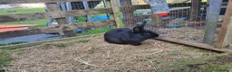 Mixed Breed rabbits for sale: Mixed breed rabbits in Bridgend - Advert 10