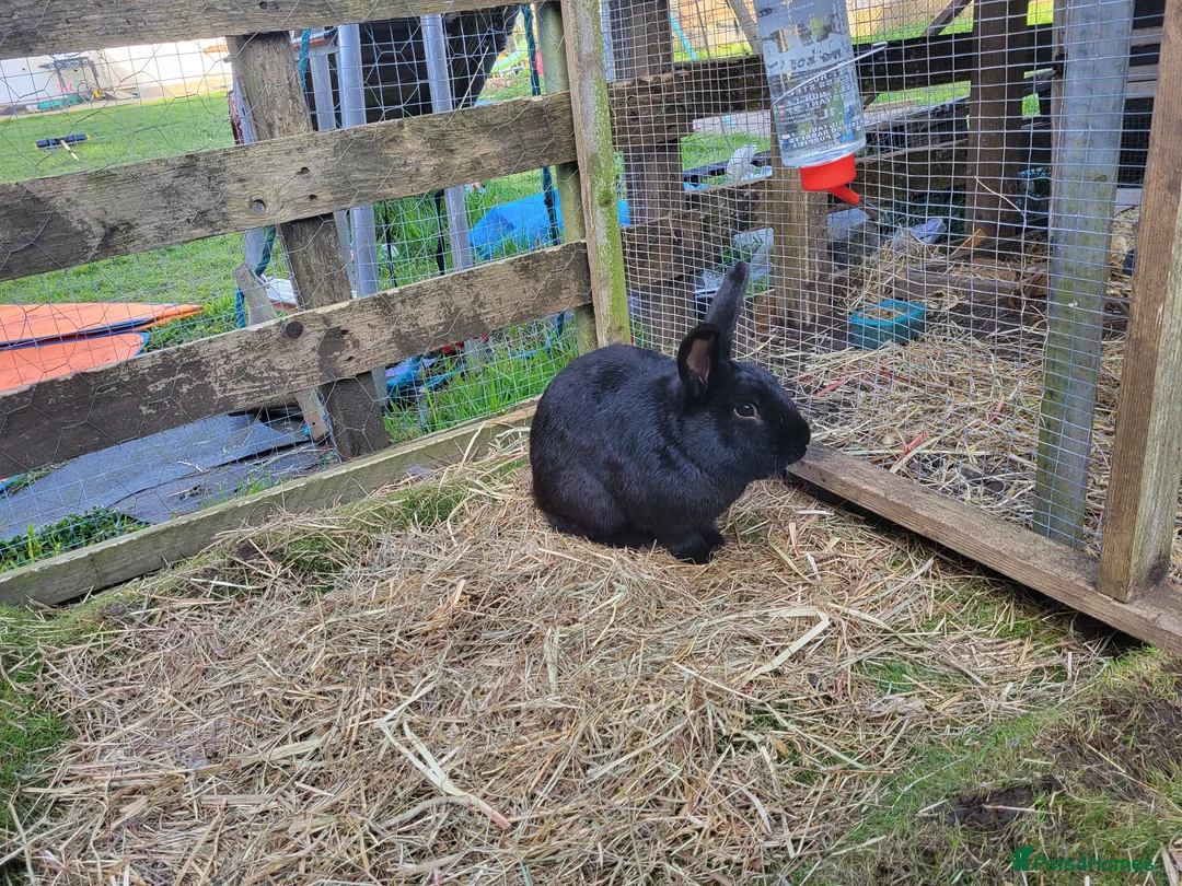 Mixed Breed rabbits for sale: Mixed breed rabbits in Bridgend - Advert 10