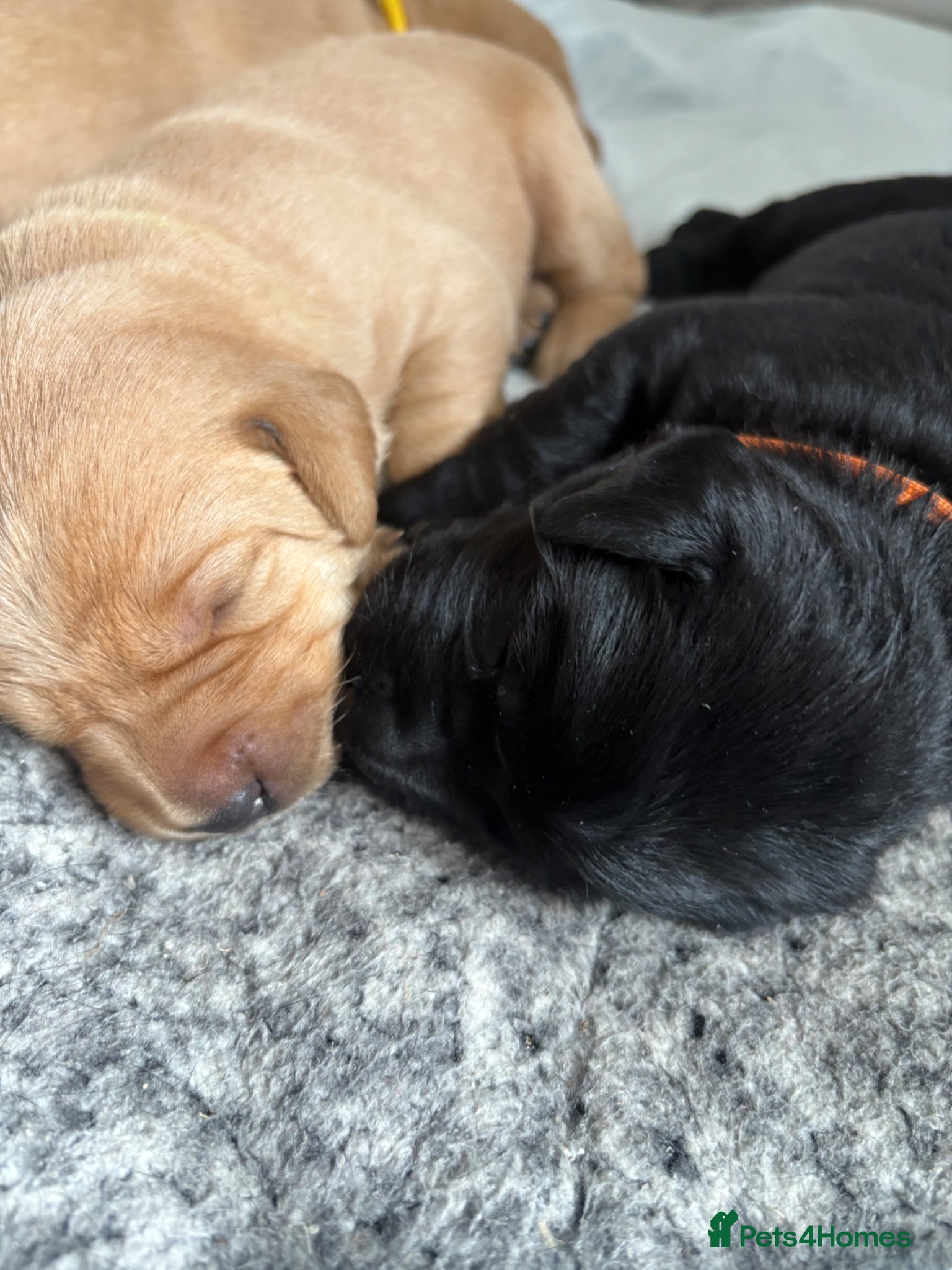 Labrador Retriever dogs Beautiful Black & fox Red KC reg Labrador puppies  - Advert 1