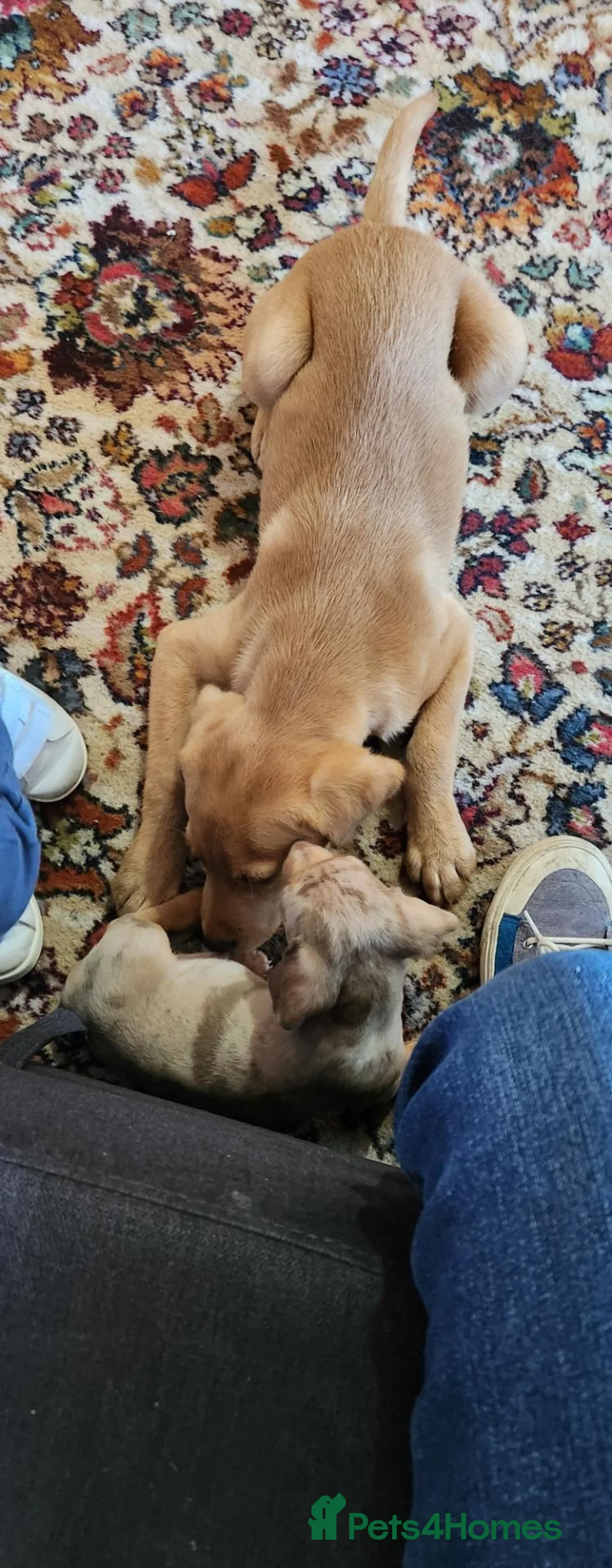 Labrador Retriever dogs for sale: Rex the lab - Advert 2