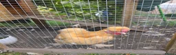 Chickens poultry for sale: 5 x egg laying hens in Thornton Heath - Advert 3