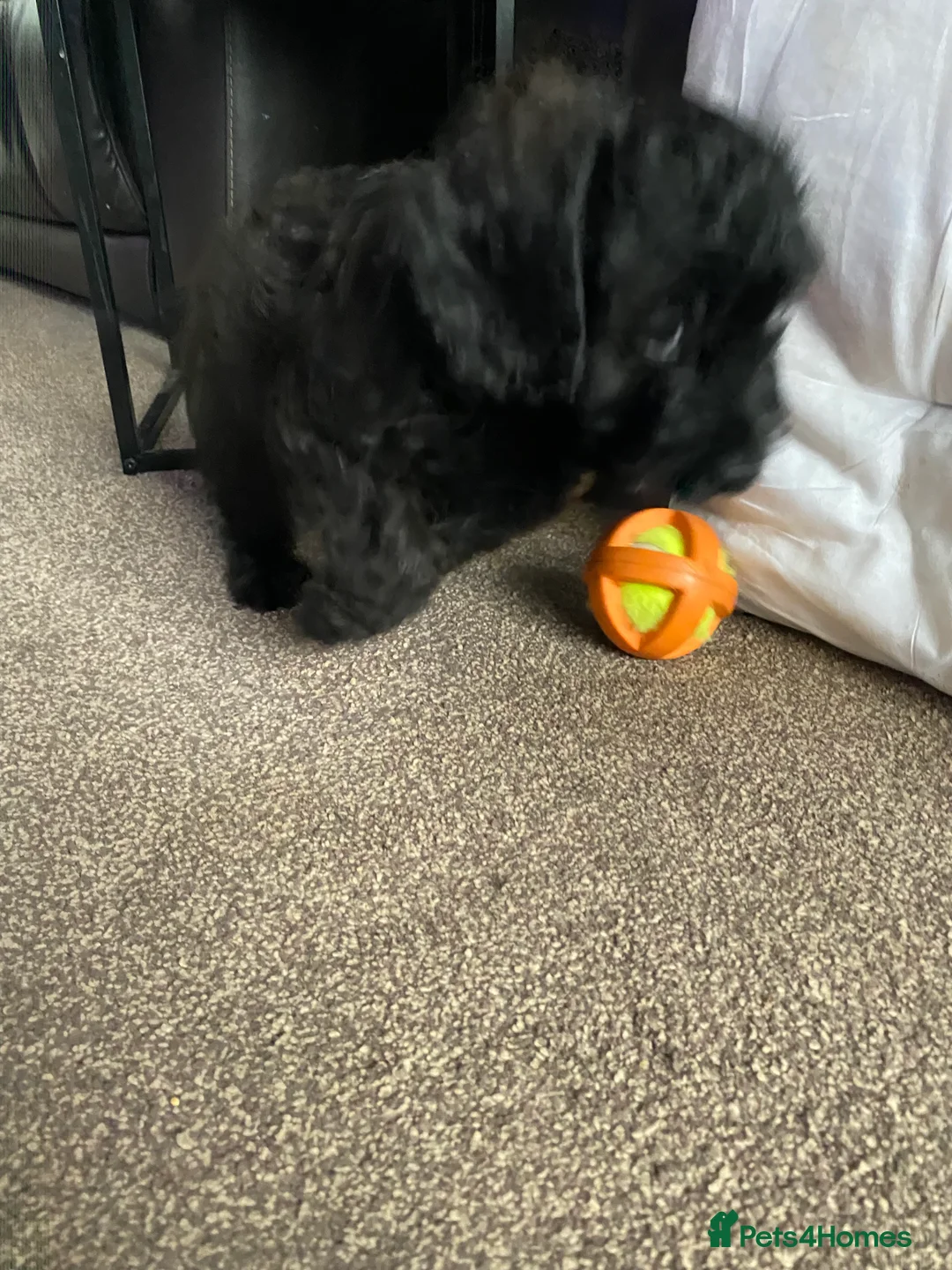 Cavapoo dogs for sale: Beautiful cavapoo puppy - Advert 10