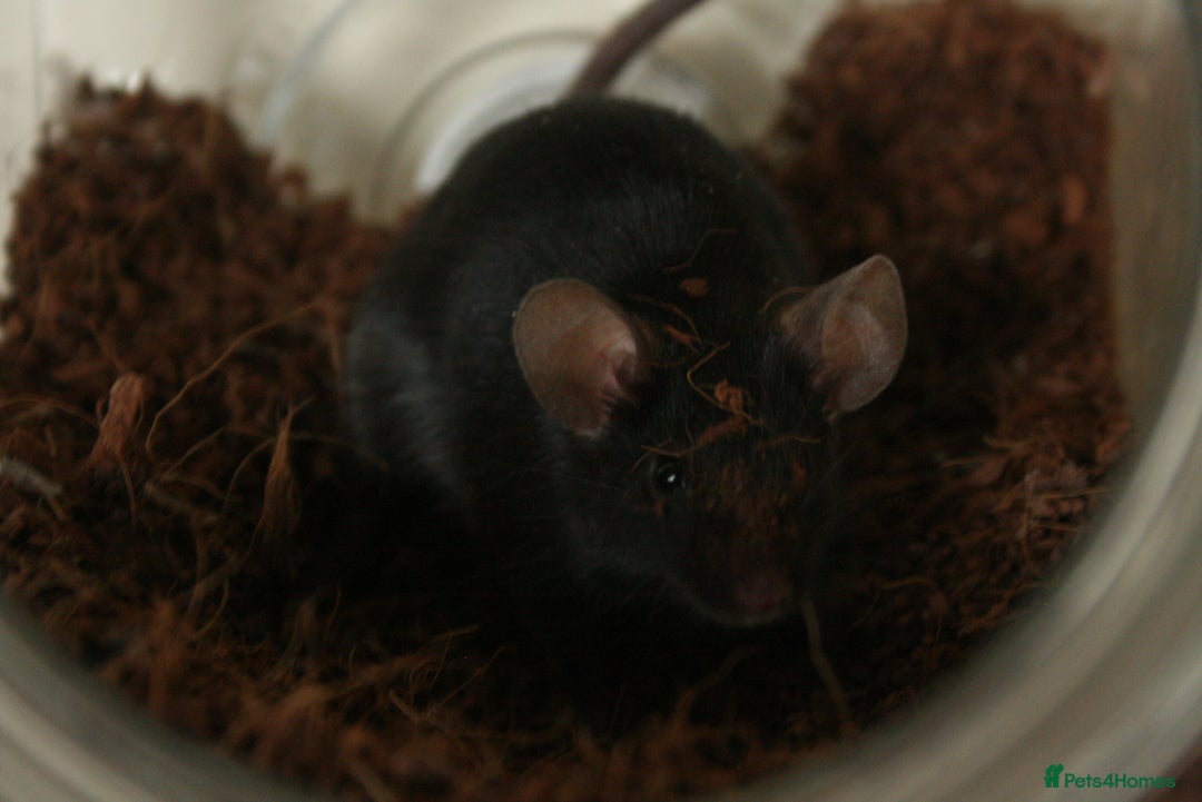 Mouse rodents for sale: 🐭 Female Mice Available for Adoption 🐭 - Advert 6