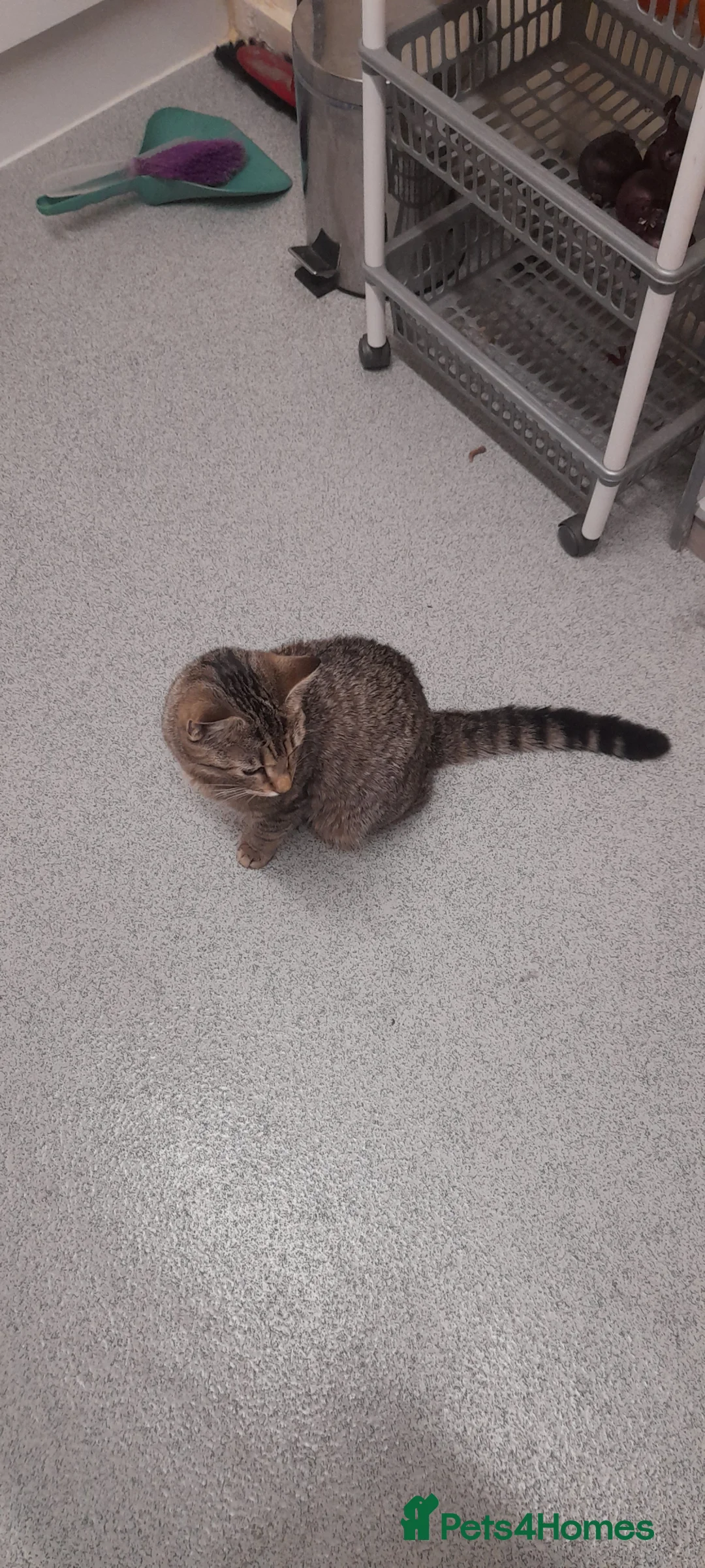 British Shorthair cats for sale: Sweet girl looking for her forever home in London - Advert 2