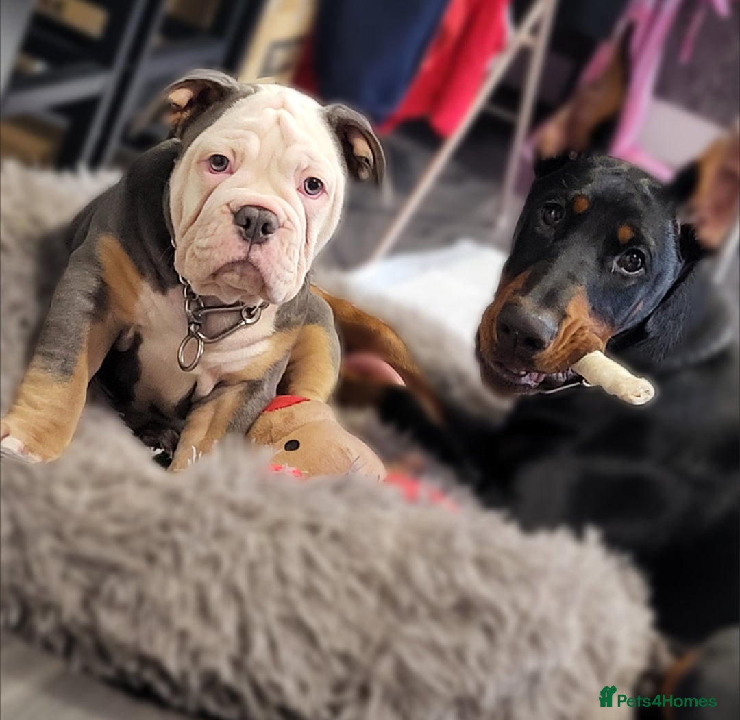 Olde English Bulldogge dogs for sale: Olde English Bulldog Female  - Advert 5