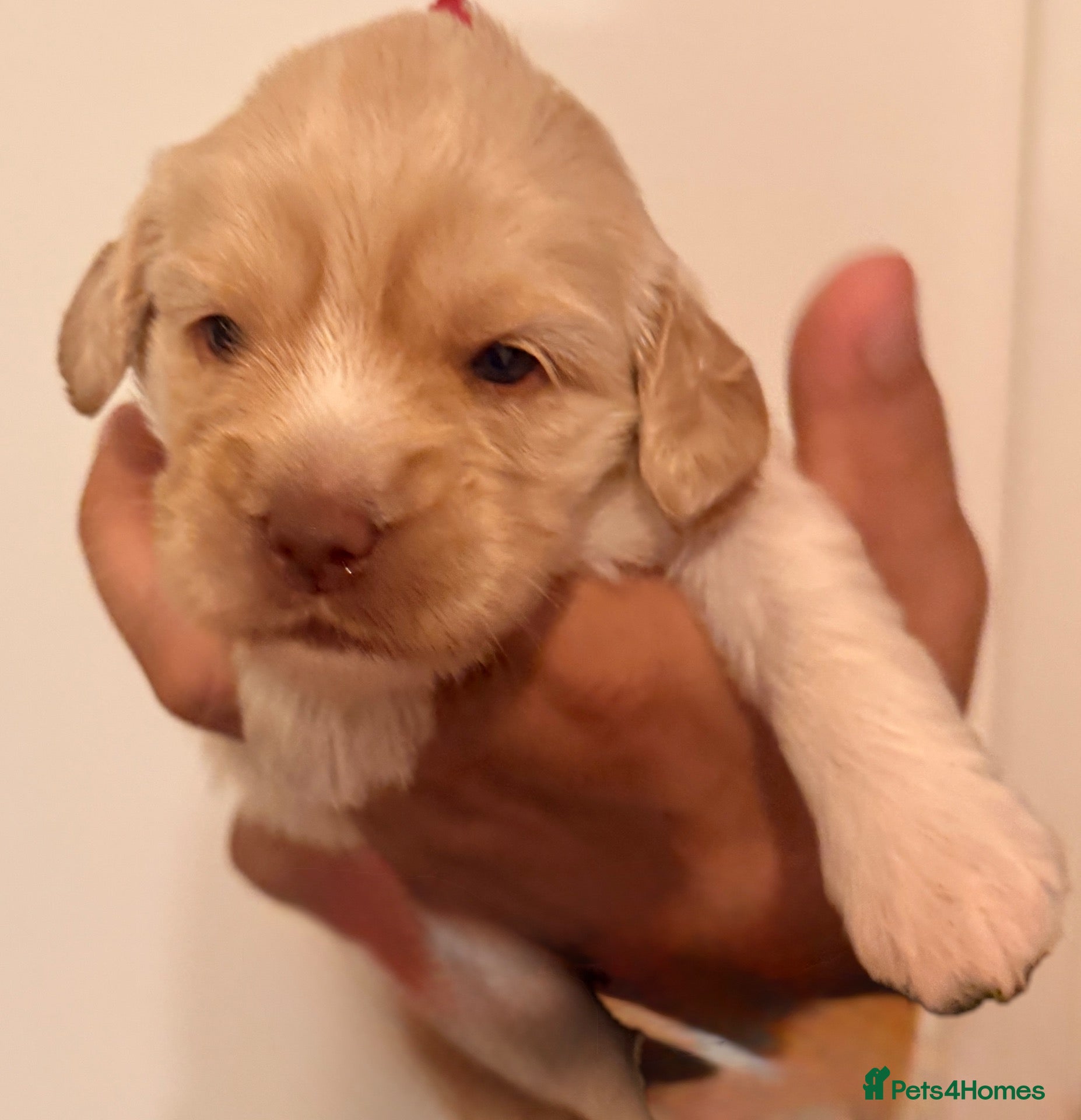 Australian Labradoodle dogs     🐾 Adorable Australian Labradoodle Puppies  - Advert 2