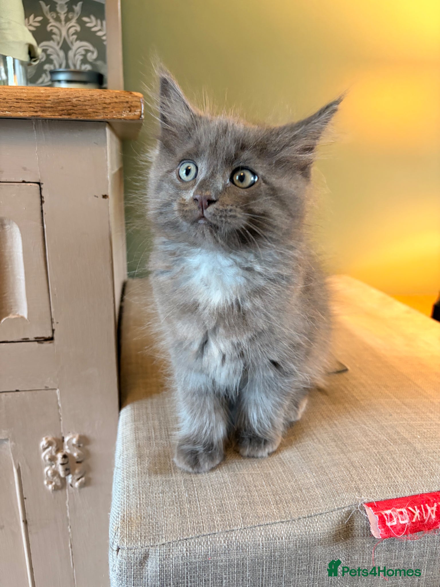 Ragcoon cats Last Ragcoon Kitten ready now  - Advert 2
