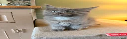 Ragcoon cats for sale: Last of litter affectionate playful Ragcoon baby  - Advert 17