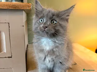 Ragcoon cats Last Ragcoon Kitten ready now - Advert 2