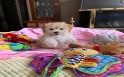 Maltipoo dogs for sale: Beautiful maltipoo puppies looking for new homes  - Image 24