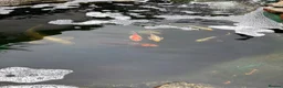 Other/Mixed Breed fish for sale:  8 Healthy Mature Pond Fish Job Lot  in Caerphilly - Advert 5