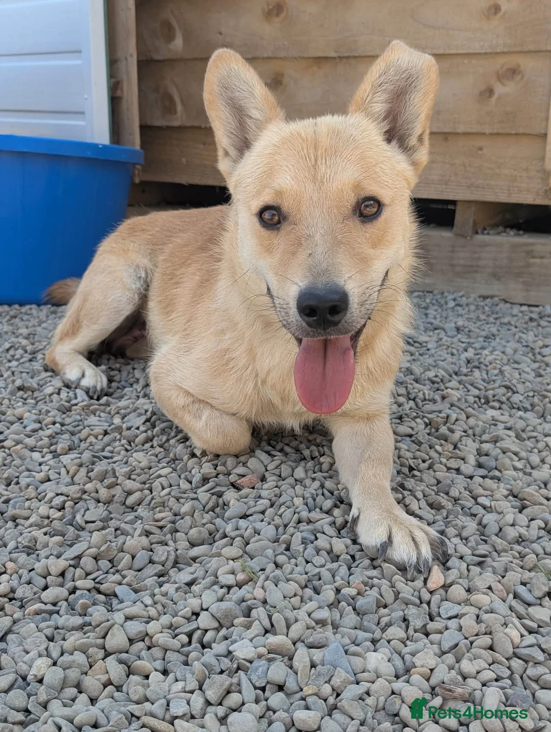Mixed Breed dogs for adoption: Hamish - In Ayr Looking for a Home  - Advert 2
